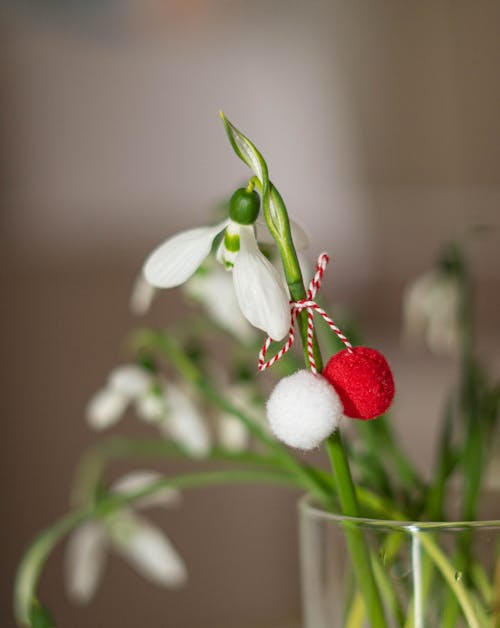 Close-Up Shot of White Snowdrops