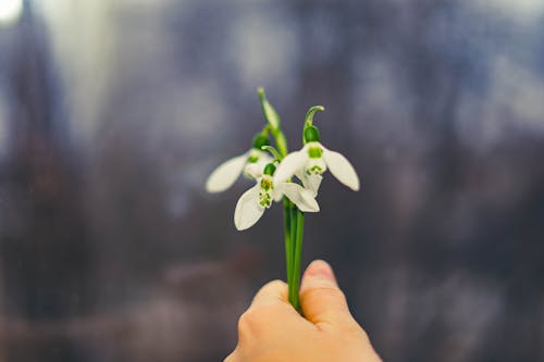 Close Up of Photo Snowdrop Flowers