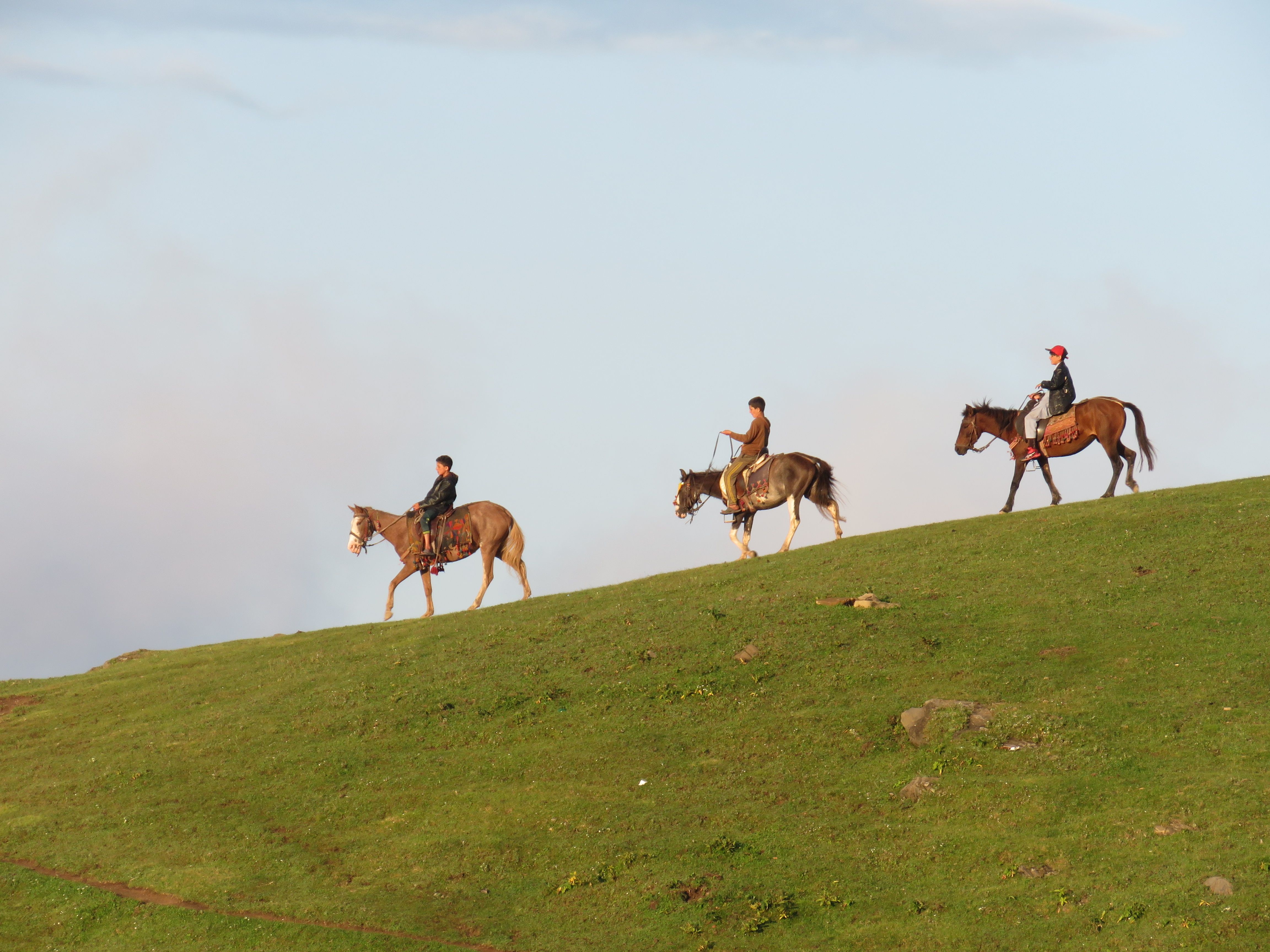 Green horse