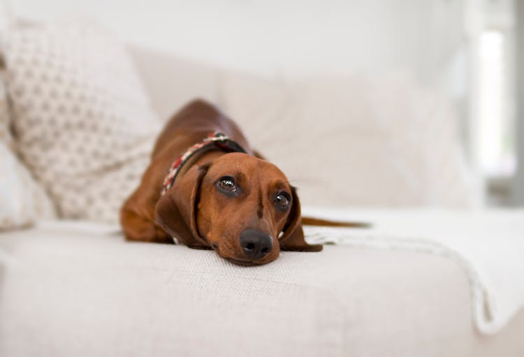 Adult Brown Dachshund