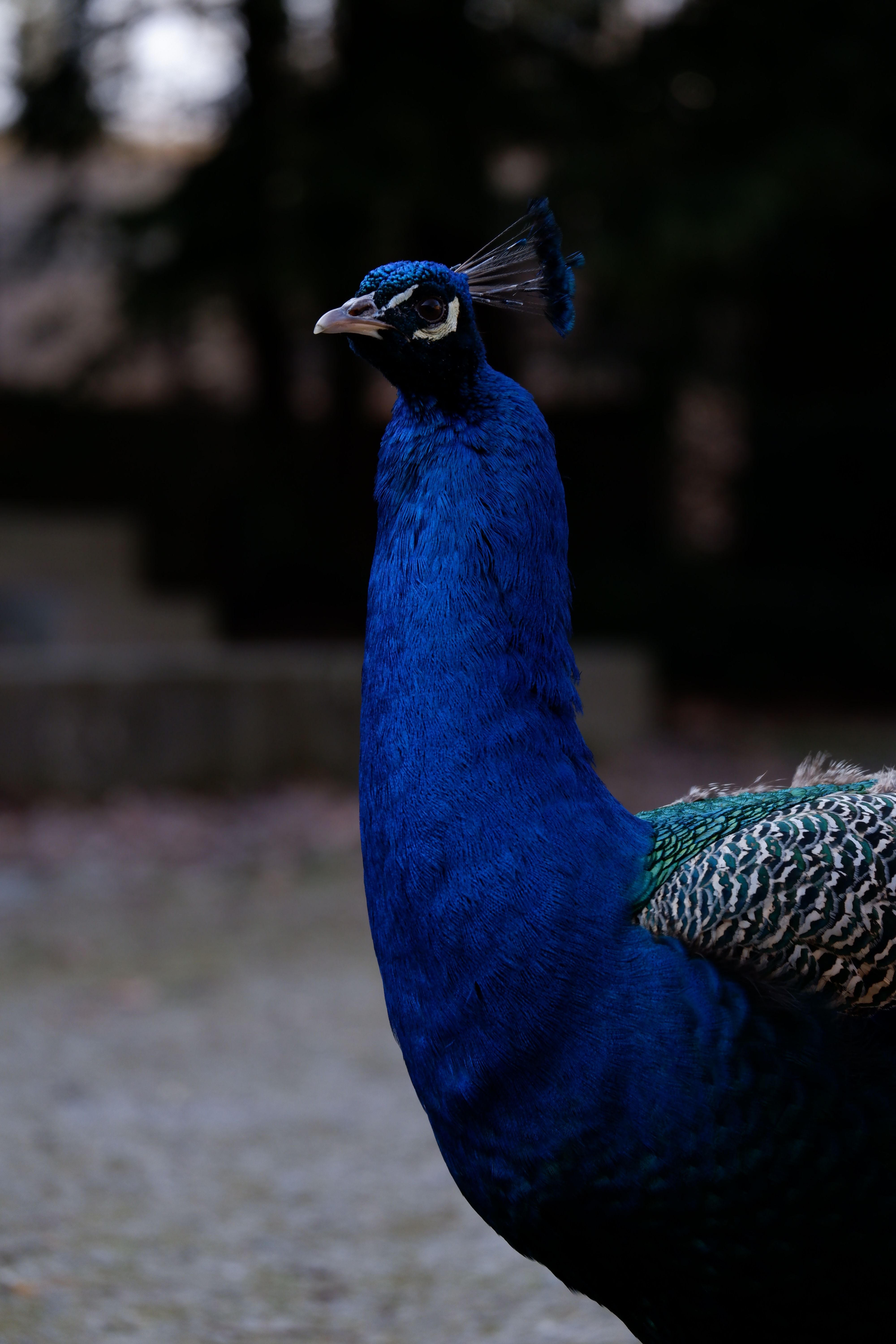 Close-Up Shot of a Peacock · Free Stock Photo
