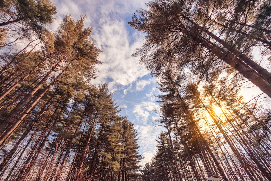 Kostenloses Stock Foto zu bäume, blauer himmel, himmel