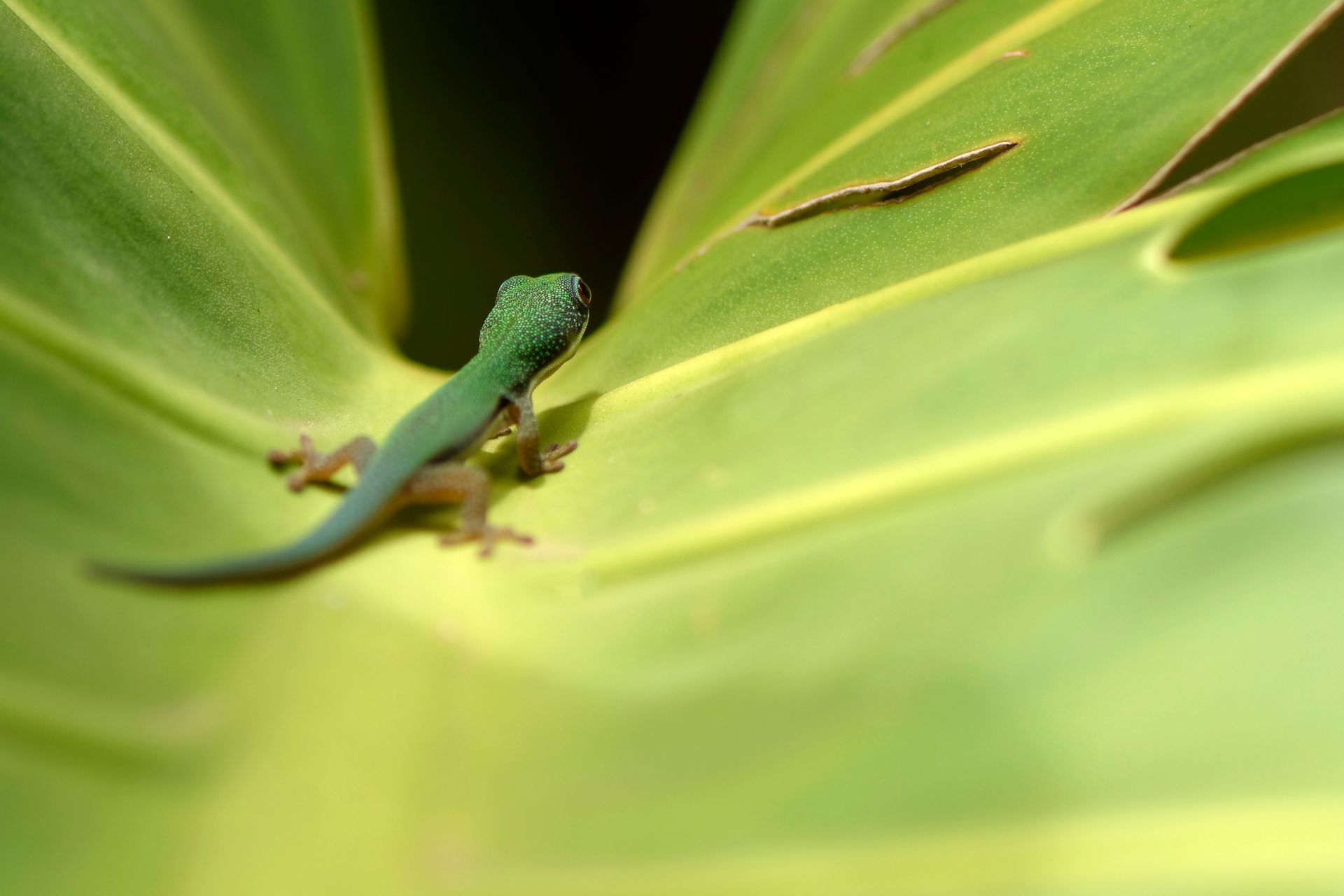 Close-up image of a small green gecko on a vibrant leaf, showcasing its colorful texture.