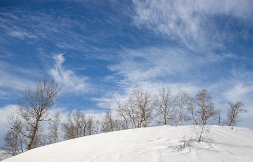 Darmowe zdjęcie z galerii z drzewa, krajobraz, przeziębienie