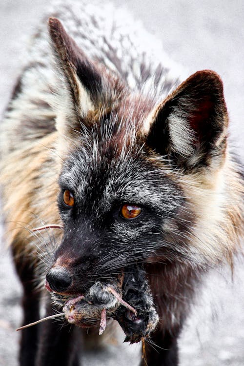 Lunch for Alberta Fox