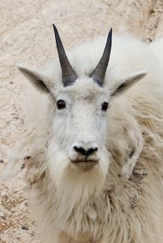 Detailed portrait of a mountain goat with horns in Alberta's wilderness.