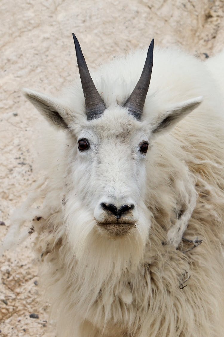 Mountain Goat In Close Up Photography