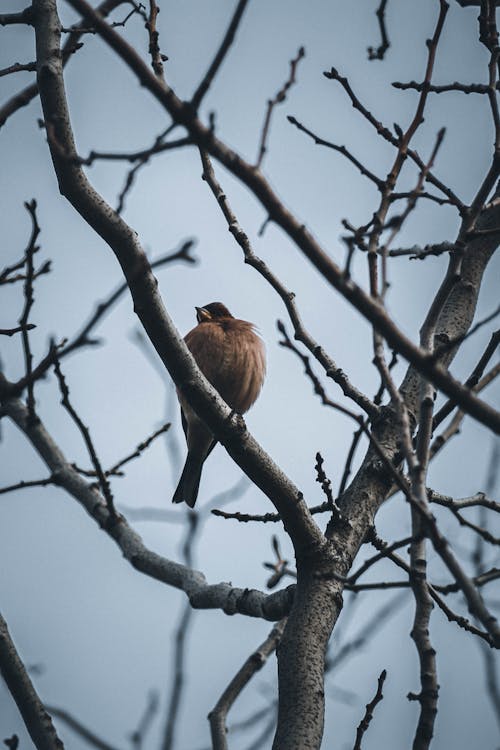Brown Bird Perched on a Leafless Tree