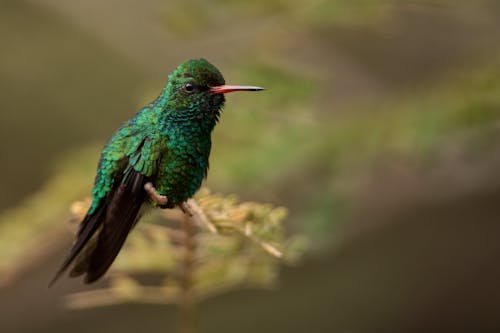 Green Bird with Long Beak Perched on a Stem