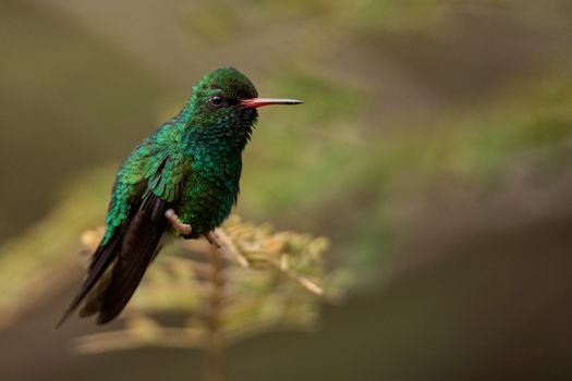 Green Bird with Long Beak Perched on a Stem