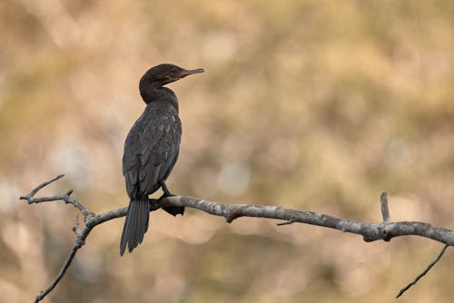 Photos gratuites de aviaire, branche d'arbre, cormoran