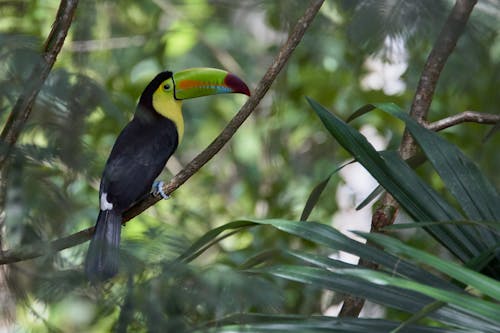 Free Close Up Photo of Bird Perched on Tree Branch Stock Photo