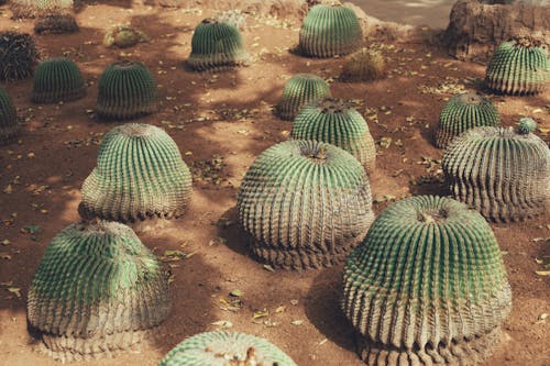 Immagine gratuita di cactus di barilotto dorato, flora, impianto