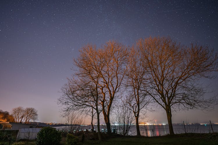 Barren Trees Under Night Sky Filled With Stars