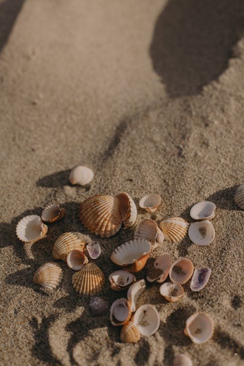 Brown and White Seashells on Brown Sand
