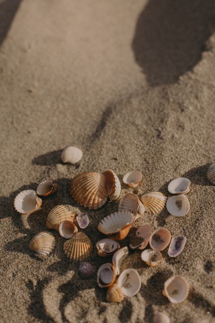 A collection of seashells scattered on a sandy beach, captured in warm, natural light.