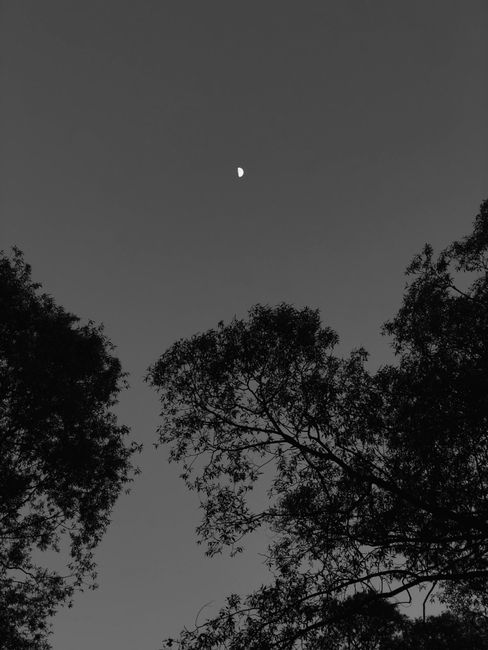 Silhouette of trees under a crescent moon in Moscow's night sky.
