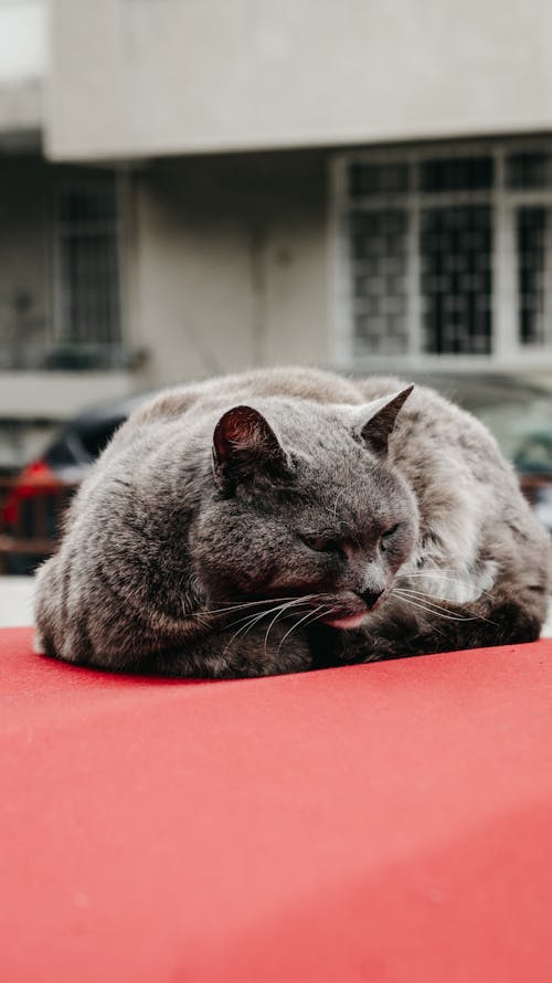 Imagine de stoc gratuită din a închide, adorabil, animal