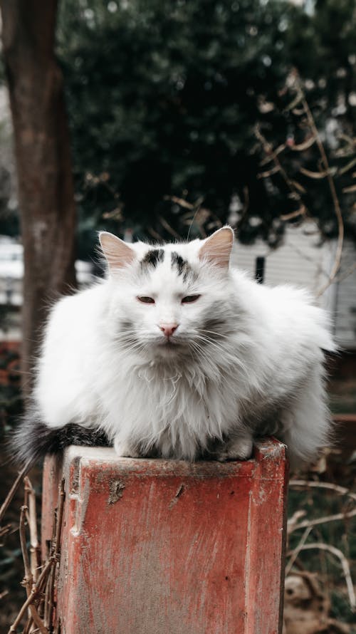 Close-Up Shot of a White Domestic Long-Haired Cat Sitting