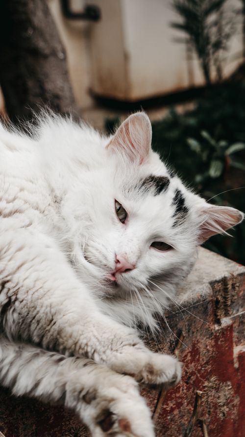 Free Close-up photo of a Turkish Van cat lounging outside with a serene expression. Stock Photo