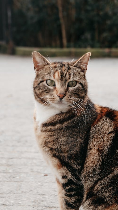 Close-Up Shot of a Tabby Cat 