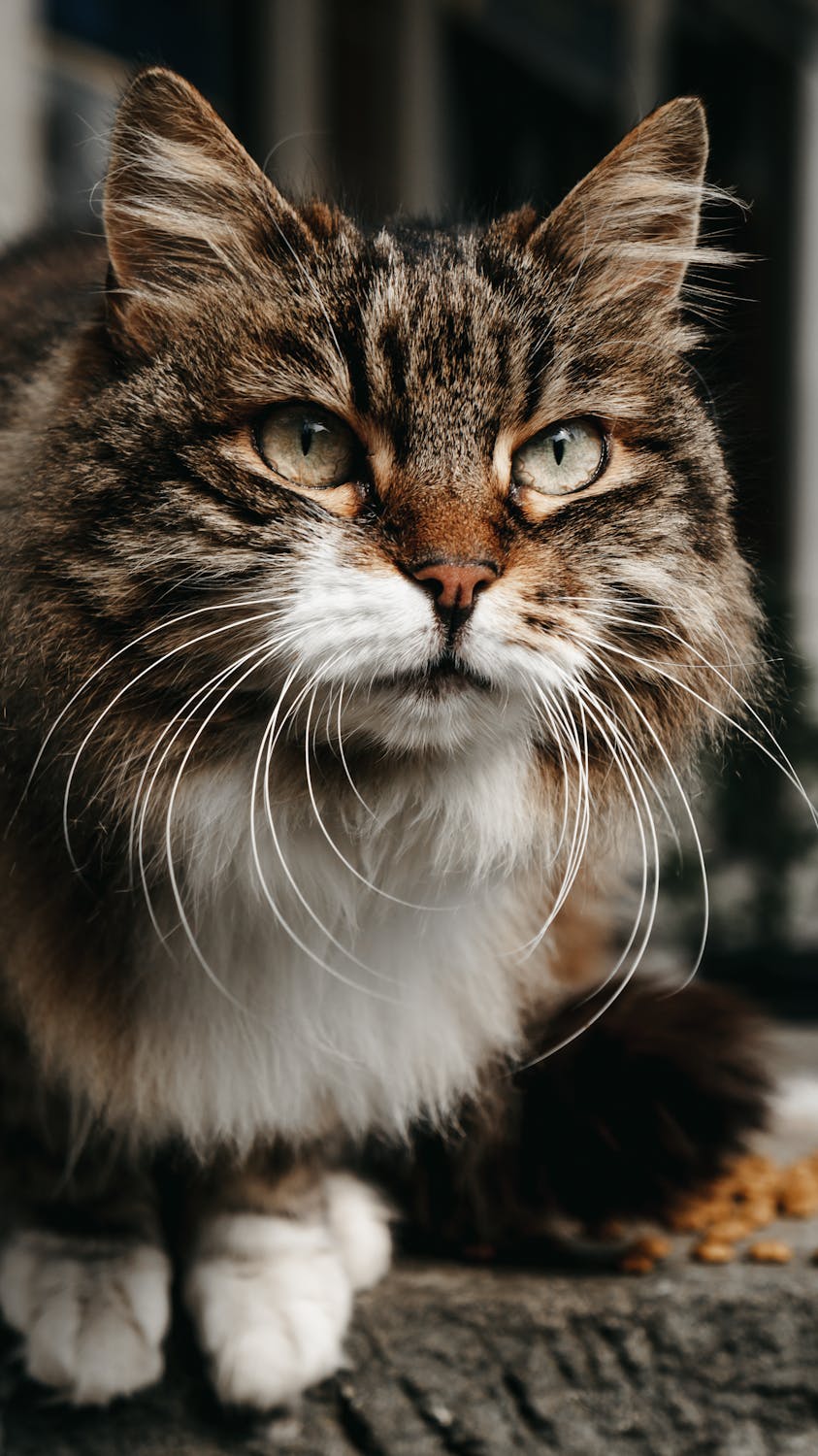 Close-Up Shot of a Domestic Long-Haired Cat · Free Stock Photo