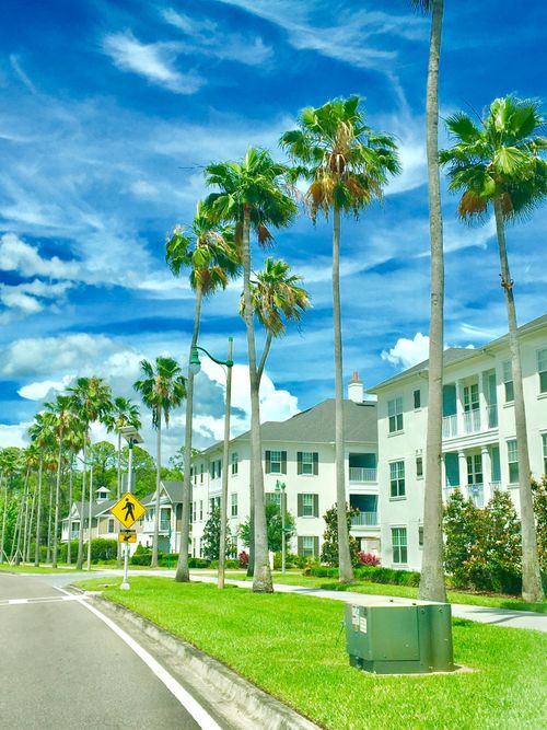 Free stock photo of florida, palm trees, street in florida Stock Photo
