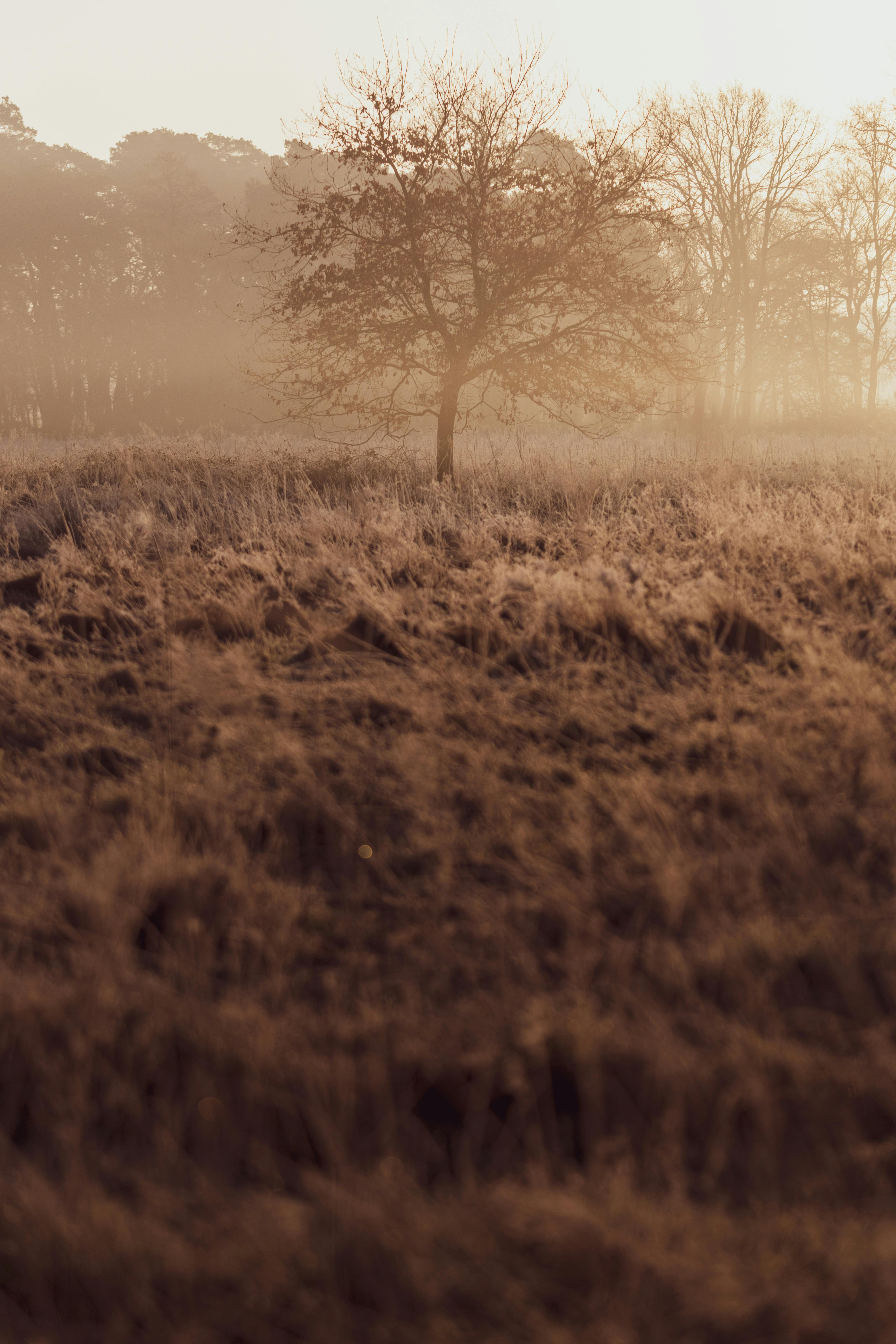 Serene misty morning landscape in Schinveld, Netherlands, featuring a solitary tree in a field.