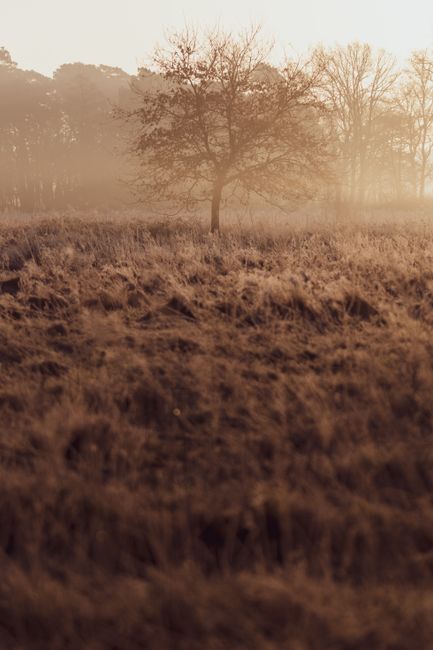 Serene misty morning landscape in Schinveld, Netherlands, featuring a solitary tree in a field.