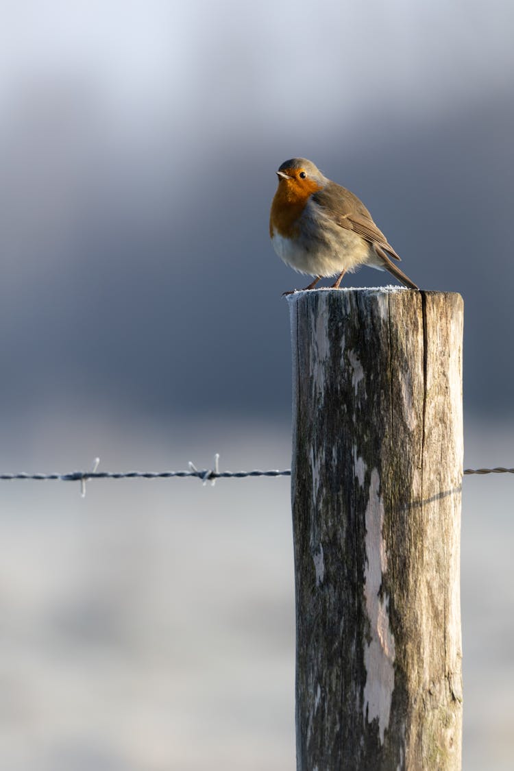 A Robin On A Wooden Pol