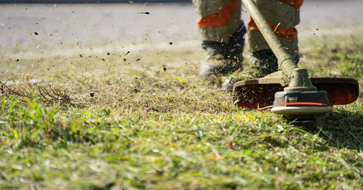 A string trimmer cutting long grass