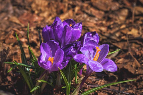 Foto stok gratis bagus, bunga ungu, bunga-bunga