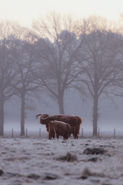 Two highland cattle stand in a misty winter field surrounded by leafless trees.