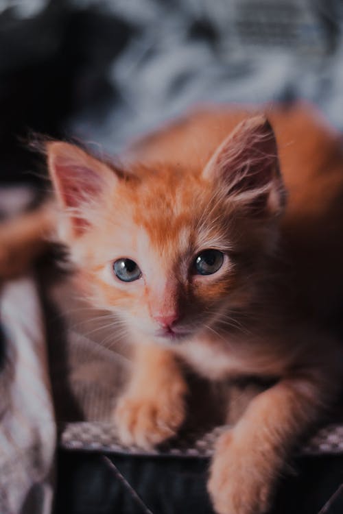 Free Close-Up Shot of an Orange Tabby Kitten  Stock Photo