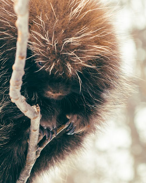 動物, 動物攝影, 哺乳動物 的 免費圖庫相片