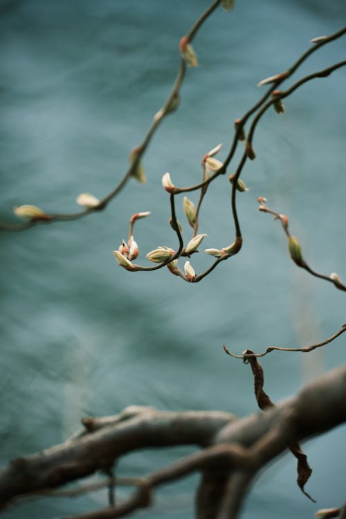 垂直ショット, 木の枝, 背景をぼかしの無料の写真素材