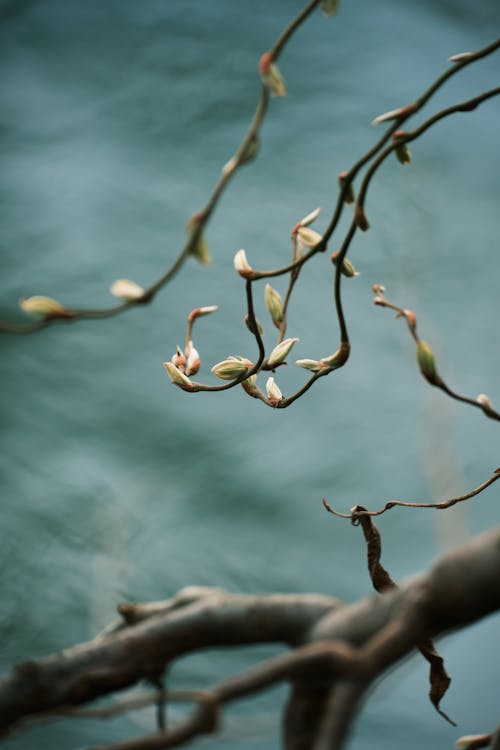 Close Up Photo of Flower Buds