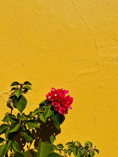 Close-up of bougainvillea flowers with green leaves against a yellow wall in San Juan, Puerto Rico.