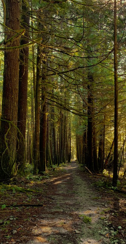 Free Serene forest trail surrounded by tall trees, ideal for nature walks in BC, Canada. Stock Photo