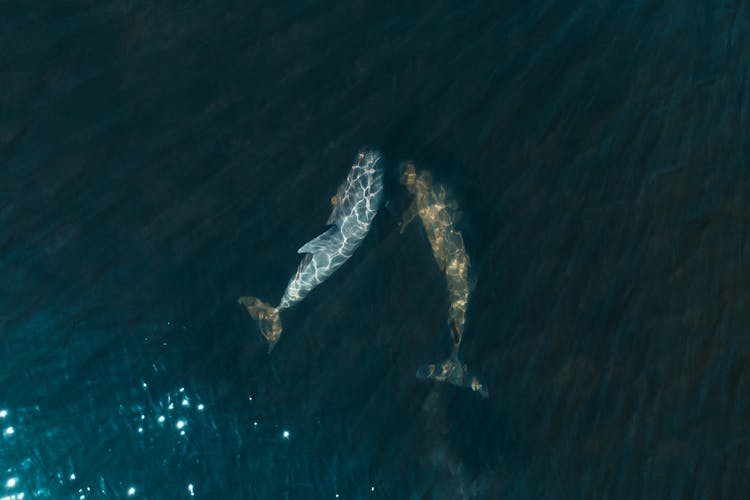 Aerial View Of Dolphins At Sea