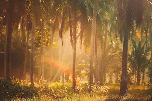 Free Green Palm Trees on Green Grass Stock Photo