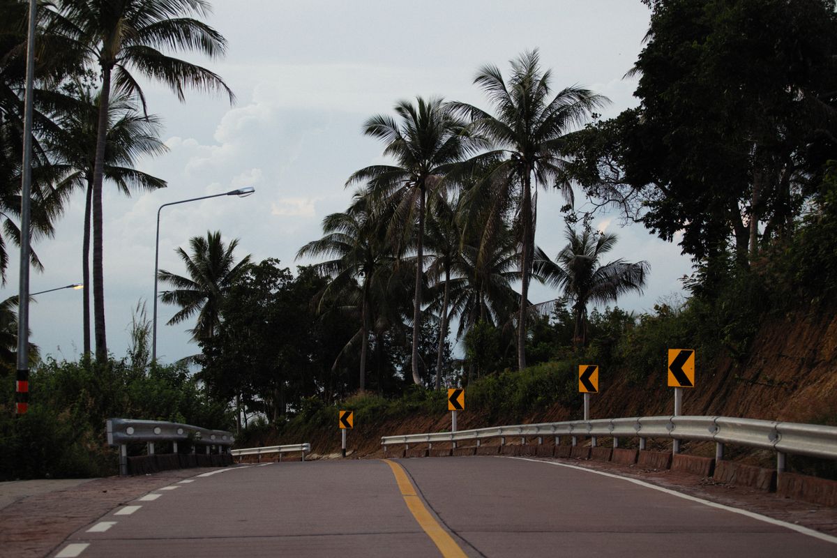 Winding tropical road lined with palm trees