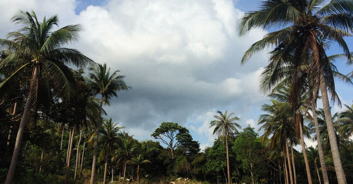 Koh Samui inland temple with golden Buddha surrounded by coconut palms and jungle on a misty morning