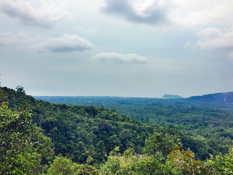 Lush Green Rainforest