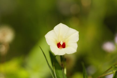 Close-Up Shot of a White Hibiscus in Bloom