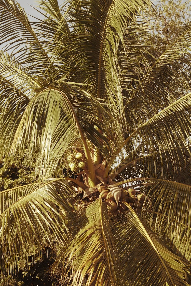 Close Up Photo Of A Coconut Tree