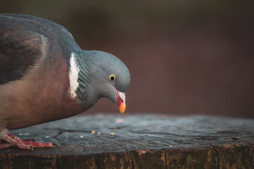 Close-Up Shot of a Pigeon
