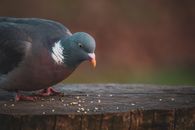 Black and White Bird on Brown Wooden Fence