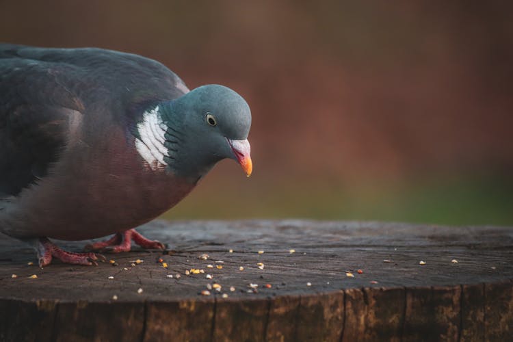 Pigeon Eating Feeds