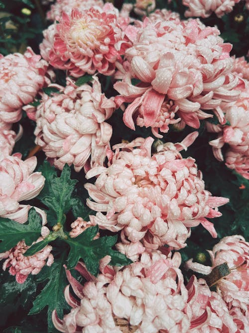 คลังภาพถ่ายฟรี ของ กลีบดอก, ดอกเบญจมาศ, ดอกไม้สีชมพู